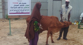 Distribution of cattle for the IDPs living outskirts of Mogadishu